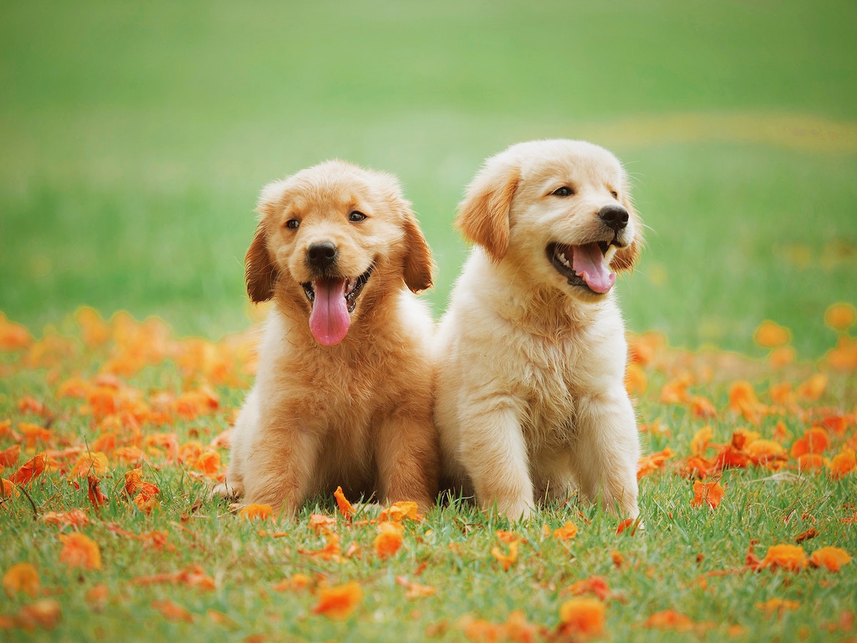 Free golden retriever puppy sitting together image, public domain animal CC0 photo.